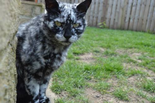 catsbeaversandducks:Meet Scrappy, Who Started Life Pure...