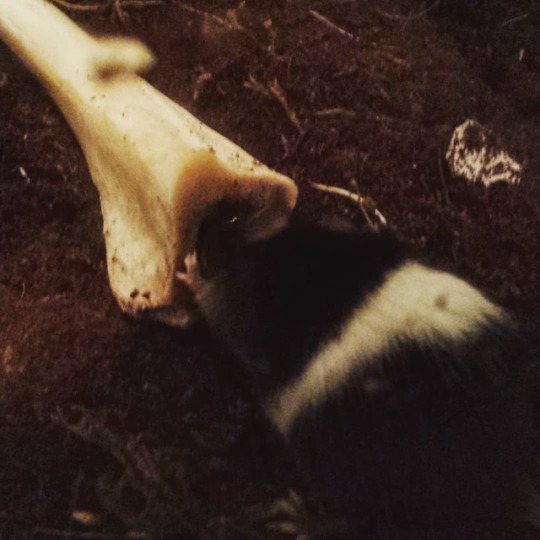 La Croix & Dr.Pepper enjoying a lamb bone + Monster Tumblr_p53rq1qEEB1x3jl7oo1_540