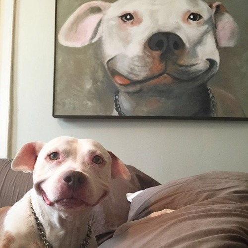 babyanimalgifs - Smiling pitbulls, reblog if u agree