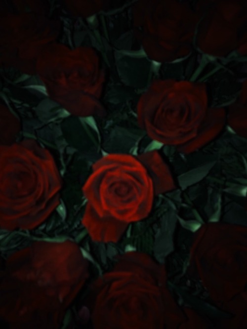 Deep Red Rose Tumblr
