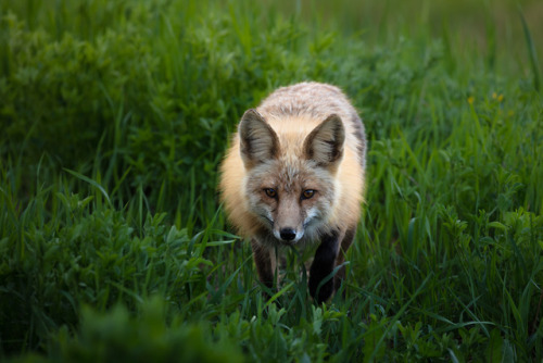 Fox “hunting” in Northern British Columbia