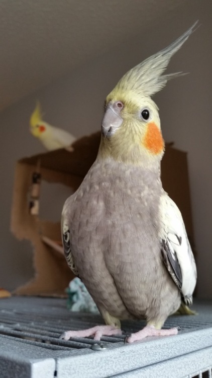 birdlebird - “Whatcha guys doin’???” - Rosie photobomb