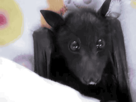 tastefullyoffensive - Video -  Young flying-fox bat enjoys a...