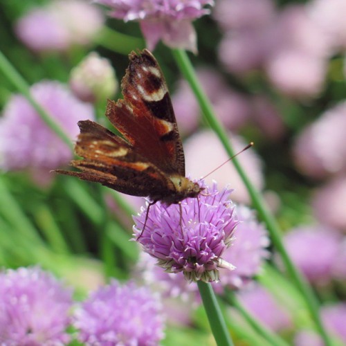 Moth butterfly friend yesterday at Hughenden Manor #spring (at...