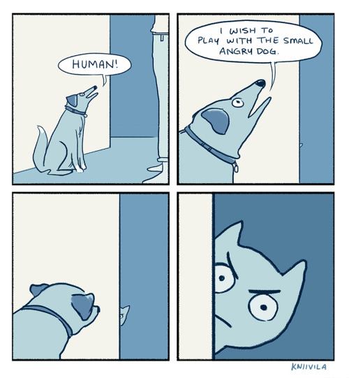 kniivila:Dog does not understand