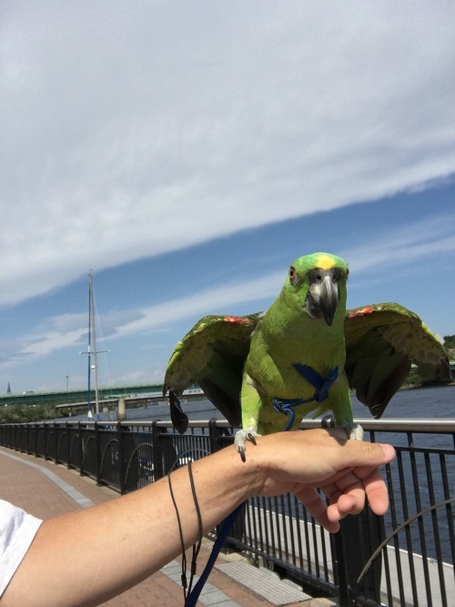 Apparently parrots are capable of making pretend they’re...