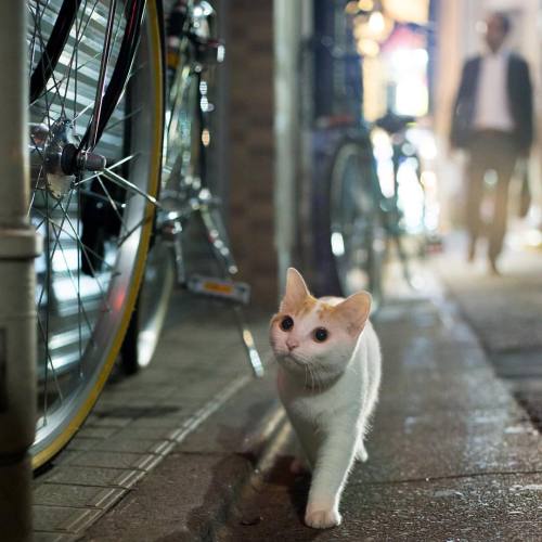 okirakuoki - らぶちゃんの冒険。#cat #ねこ
