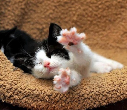 coolcatgroup:When cats stretch and spread their little toebeans out, reblog if you agree
