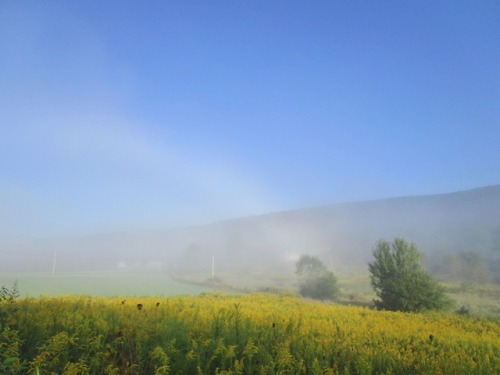Goldenrod at the end of the fogbow.