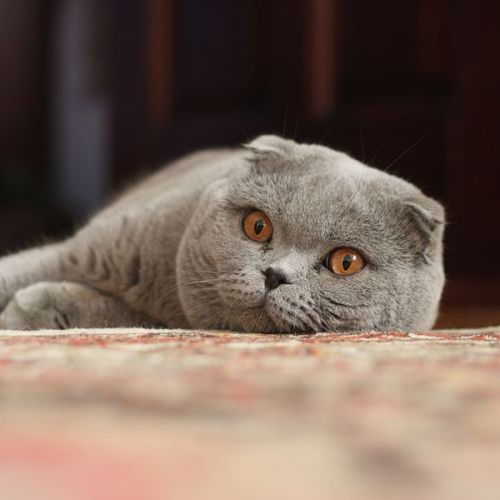 koryos - If you love Scottish fold cats, I’m going to tell you...