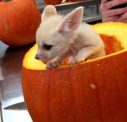 captcreate:everythingfox:Pumpkin gives birth to foxScience...