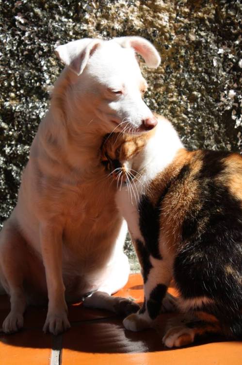 catsbeaversandducks - Berenice the Cat and Lucy the DogThey are...