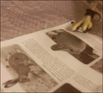 Ястреб пытается съесть зверей из журнала