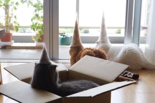 justcatposts - Hats made from their own fur
