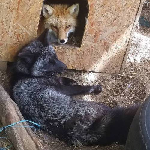 everythingfox - Fox 1 - I told you to stop coming hereFox 2 - pls..