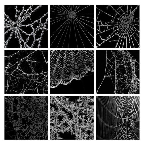 thenighteternal - frozen web at night