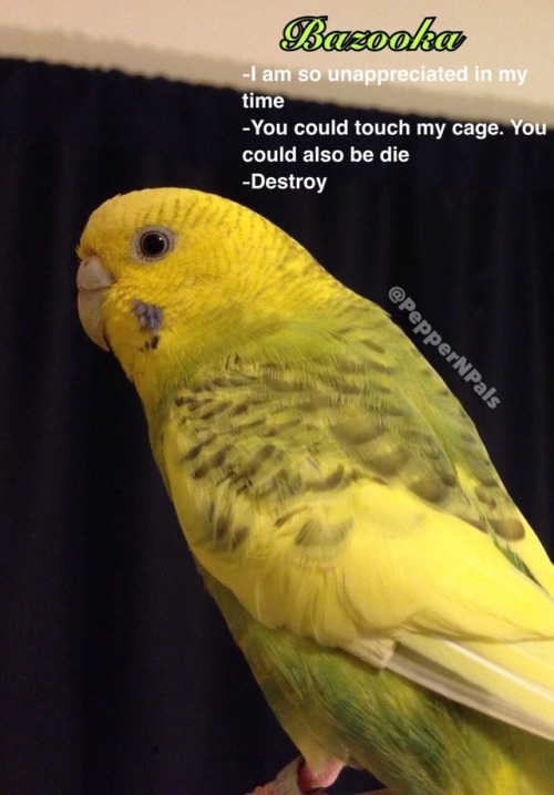 pepperandpals - My birds. Do you know them? Support Pepper and...