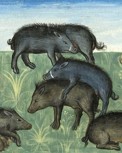 discardingimages:boars going wildGaston Phébus, Livre de la...