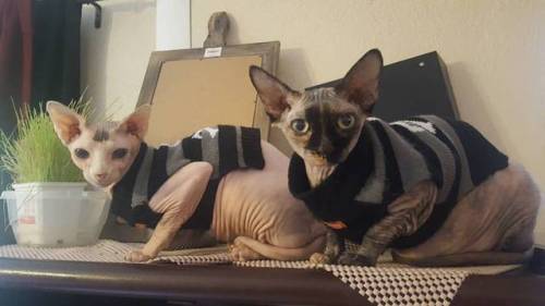 Perfect little munchkins in their new Halloween sweaters.