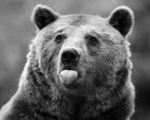 boo-n-bear - @bear-n-boo