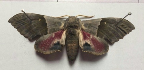 thelepidopteragirl - My friend got this specimen from his grandma...