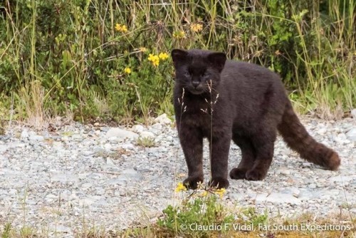 russiacore - also theres black kodkods??? look at its tail…. those...