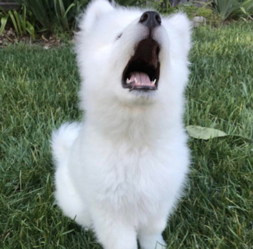 animalrates - This is Douglass. occasionally tends to sing...