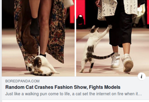 magistrate-of-mediocrity:IT’S CALLED A CAT WALK!!!! SHE DID...
