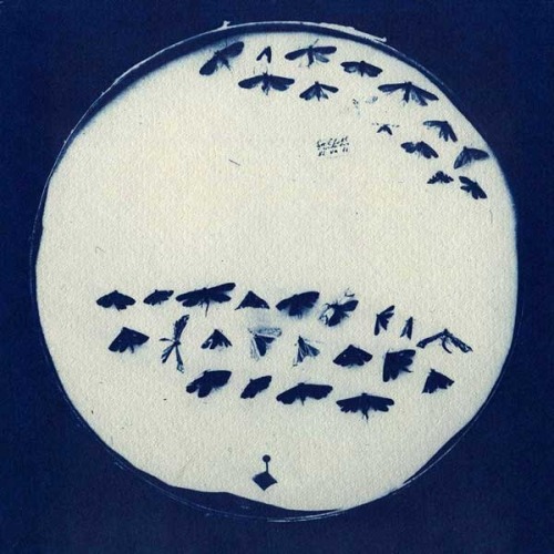 atelierentomologica - Gabor Kerekes, cyanotype, 1998