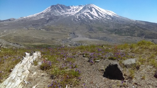 thecringeandwincefactory - raysofgaia - I visited Mt St Helens in...