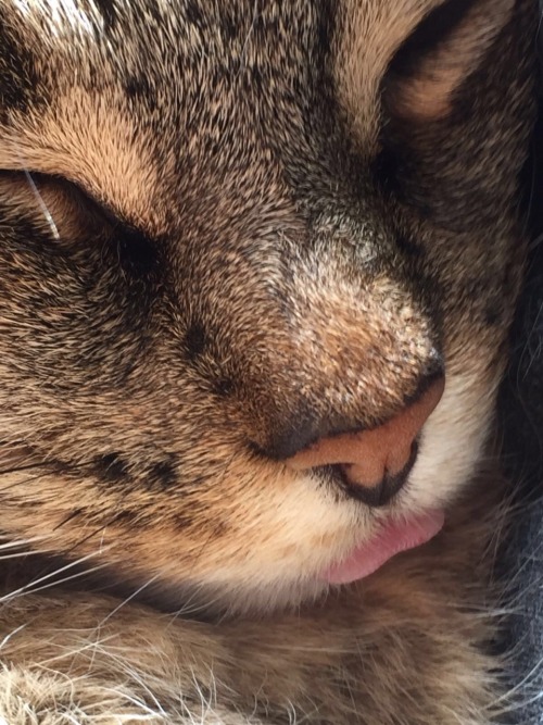 unflatteringcatselfies - Suns out tongues out