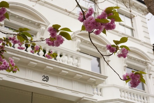 citylandscapes - London is blooming! Source - Picture This...
