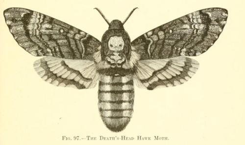 smithsonianlibraries - Here’s a very goth moth–the Death’s Head...