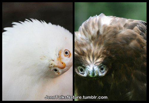 jenntalksnature - The extremes of red-tailed hawk color morphs....