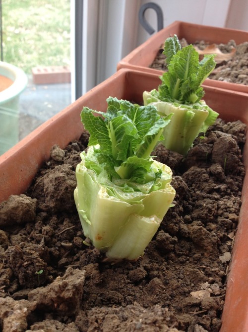 fragiledewdrop - amroyounes - 8 vegetables that you can regrow...