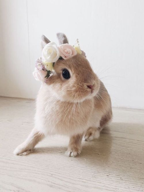 animalsandtea - Baby bunny in a flower crown 