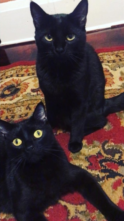 awwcutepets:These cats are biological brothers. Dracula is...