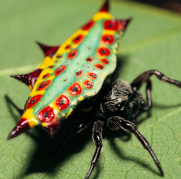 I'm out of relevant images, so here's the rainbow spiny orb weaver, a creature which is clearly a Pokémon, even if Game Freak doesn't know it yet.