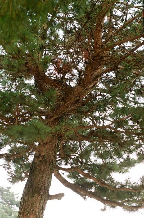 pine tree / 松 _2015