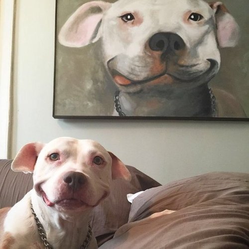 babyanimalgifs:here’s a collection of smiling pitbulls