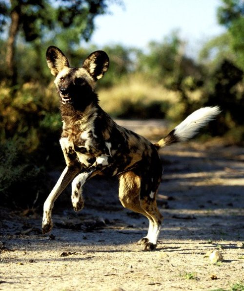trilllizard666 - ainawgsd - ainawgsd - African Wild DogsMay was a...