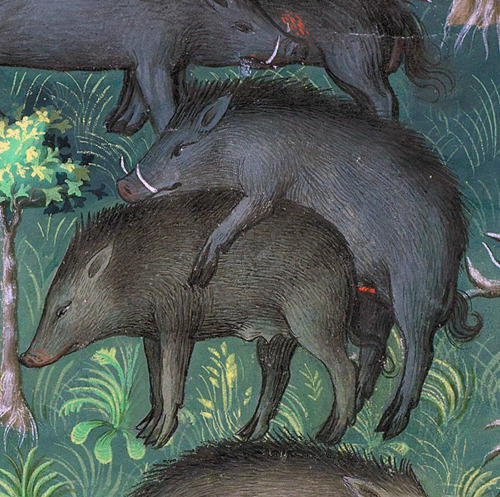 discardingimages - boars in loveGaston Phoebus, Le Livre de la...