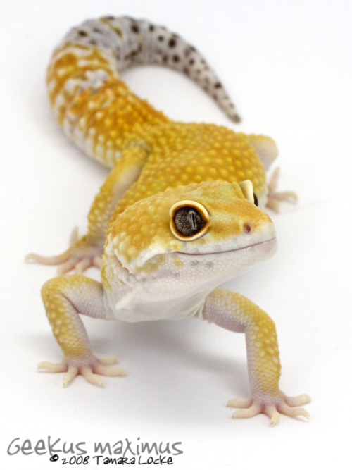 lovingexotics - Leopard Gecko Eublepharis Macularius ...