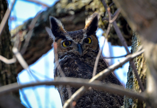 Grand-duc d'Amérique / Great Horned Owl (Bubo virginianus) -...
