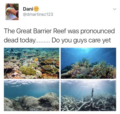 earlgraytay - overlyygayy - So the Great Barrier Reef was...