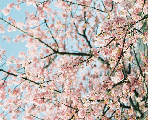 petalier - 河津桜 by yosuke_gondo on Flickr.