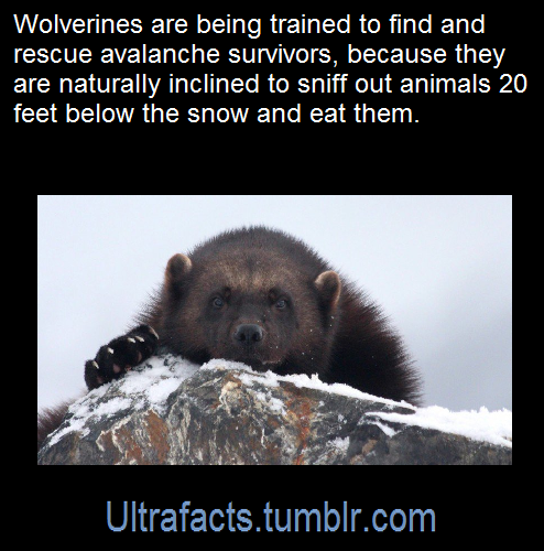 kindly-whisper-norbury - ultrafacts - Source [x]Click HERE for...