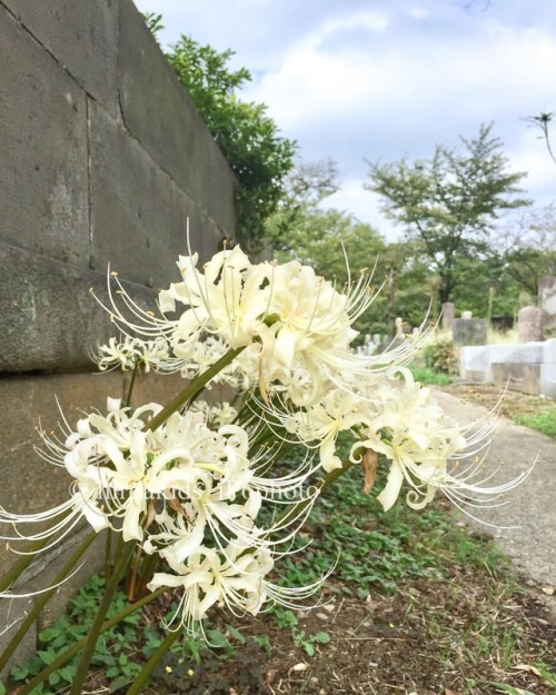 hiroakids - - #Todays_bloom・#White_spider_lily・#白花曼珠沙華・#シロバナマンジュ...
