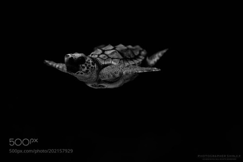 lifeunderthewaves:Elegant swimming turtle by quattro227