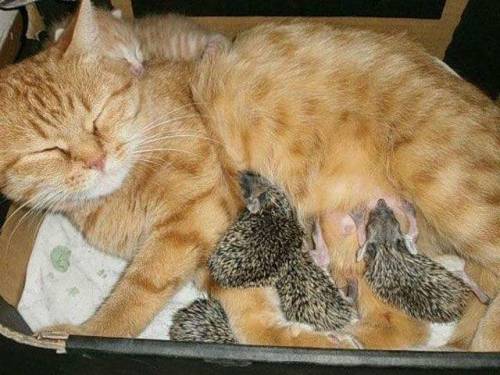 blackmorgan - Mama ginger kitty adopts four orphaned baby...
